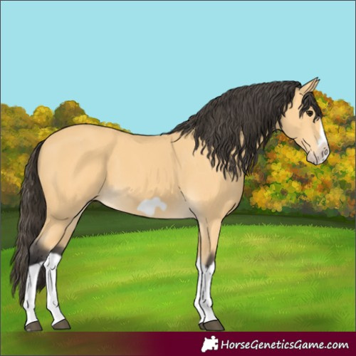 Horse Color:Buckskin Splash Frame 