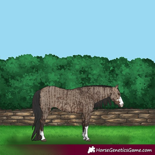 Horse Color:Liver Chestnut  and Brown Dun 