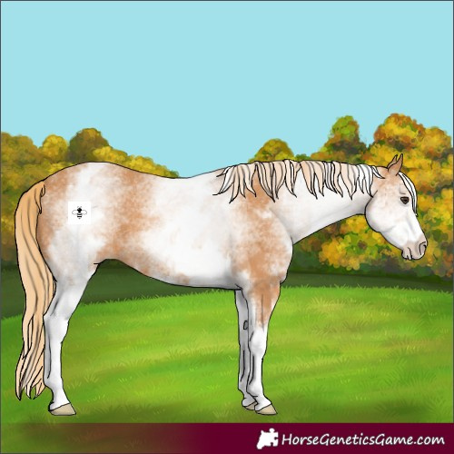 Horse Color:White Spotted Chestnut 