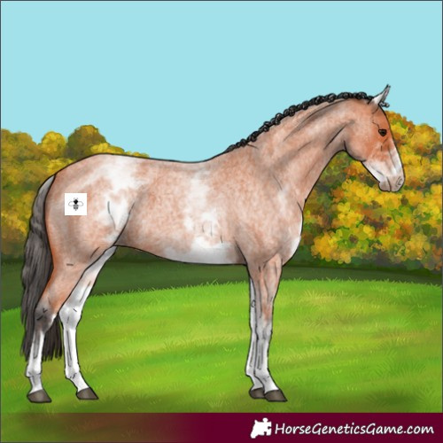 Horse Color:White Spotted Bay Roan