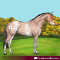 Horse Color:White Spotted Bay Roan 