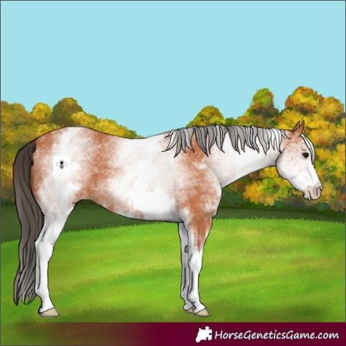 Horse Color:White Spotted Bay