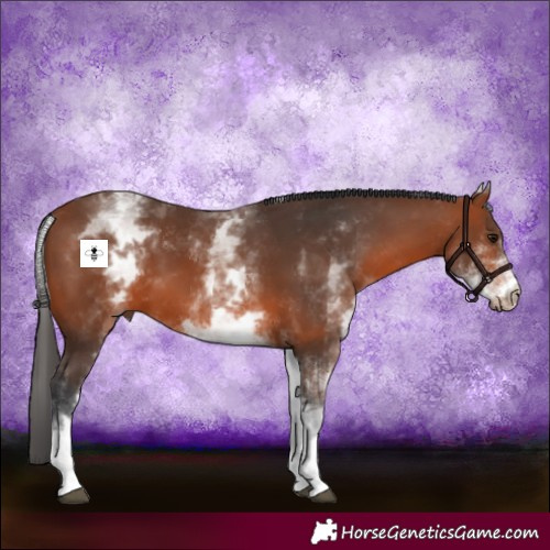 Horse Color:White Spotted Bay