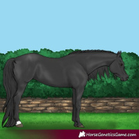 Horse Color:Black 