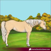 Horse Color:Palomino 