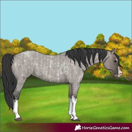 Horse Color:Grullo Roan Sabino Splash and Grullo Roan Sabino Splash
