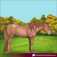 Horse Color:Gold Champagne Splash