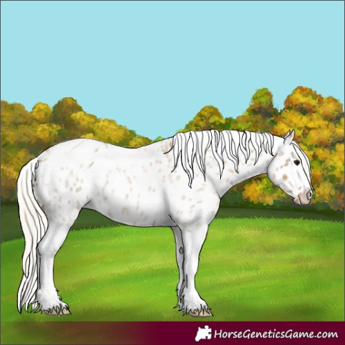 Horse Color:Silver Smoky Grullo Roan Tobiano Appaloosa 