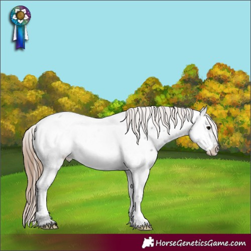 Horse Color:Grullo Roan Mushroom Appaloosa
