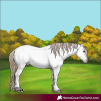 Horse Color:Grullo Roan Mushroom Appaloosa 