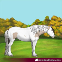 Horse Color:Bay Dun Mushroom Splash Tobiano 