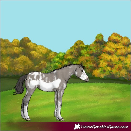 Horse Color:Grullo Sabino Frame Blanket