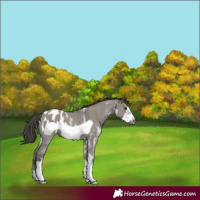 Horse Color:Grullo Sabino Frame Appaloosa 