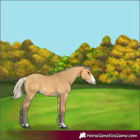 Horse Color:Silver Buckskin Dun 