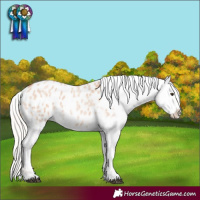 Horse Color:Silver Bay Roan Dun Appaloosa 