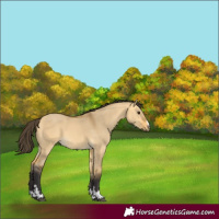 Horse Color:Buckskin Dun