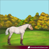 Horse Color:Silver Bay Roan Dun 