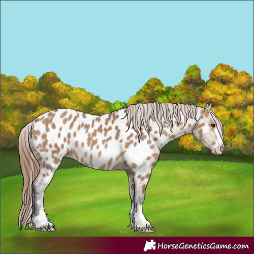 Horse Color:Bay Dun Near Leopard