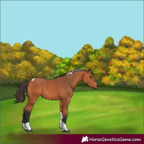 Horse Color:Bay Tobiano