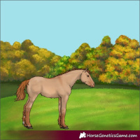 Horse Color:Red Dun Varnish