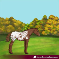 Horse Color:Chestnut Blanket
