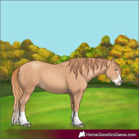 Horse Color:Gold Champagne Splash 