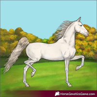 Horse Color:Perlino Dun Tobiano