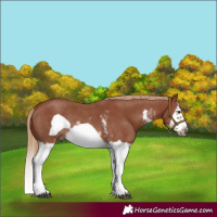 Horse Color:Chestnut Sabino Splash Frame Rabicano