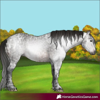 Horse Color:Gray Brown Ice 
