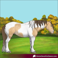 Horse Color:Sable Cream Champagne Tobiano 