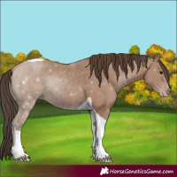 Horse Color:Classic Champagne Tobiano Rabicano