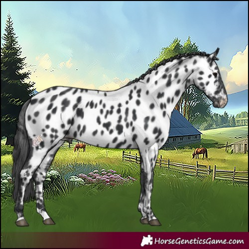 Horse Color:Black Appaloosa 