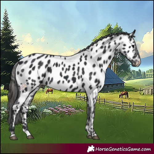 Horse Color:Black Appaloosa 