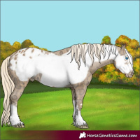 Horse Color:Palomino Ice Frame Appaloosa