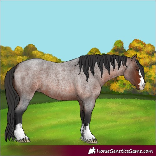 Horse Color:Brown Roan 