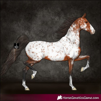 Horse Color:Bay Appaloosa  and Bay Appaloosa 