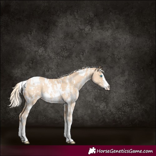 Horse Color:White Spotted Palomino Pearl Sabino 