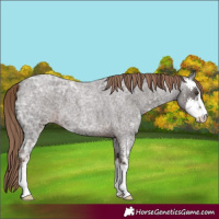 Horse Color:Liver Red Ice Roan Sabino