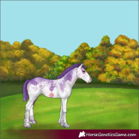Horse Color:Watercolor White Spotted Black Ice Sabino Splash 
