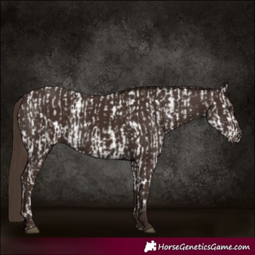 Horse Color:Liver Chestnut Appaloosa and Liver Chestnut