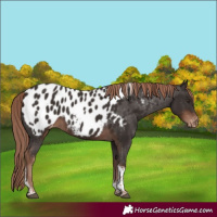 Horse Color:Liver Chestnut Tobiano Near Leopard