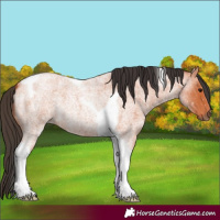 Horse Color:Bay Roan Tobiano