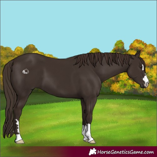 Horse Color:Liver Chestnut 