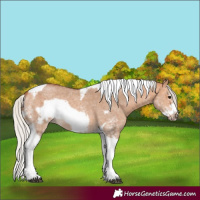 Horse Color:Silver Bay Dun Sabino Tobiano Frame Rabicano 