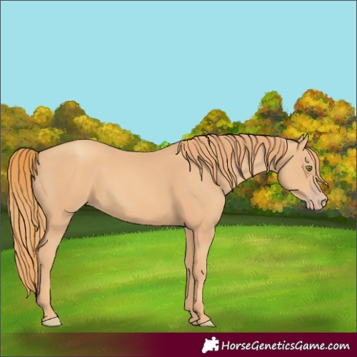 Horse Color:Gold Champagne 