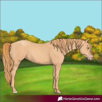 Horse Color:Gold Champagne 