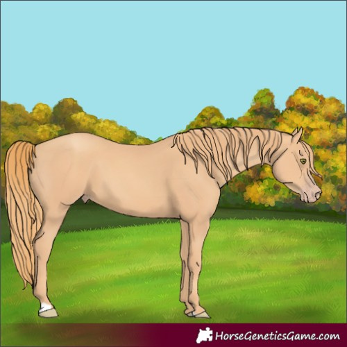 Horse Color:Gold Champagne 