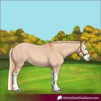 Horse Color:Red Dun Splash 