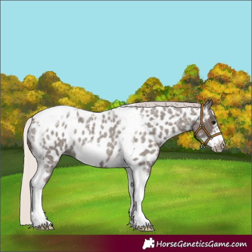 Horse Color:Silver Blue Roan Tobiano Frame Appaloosa 