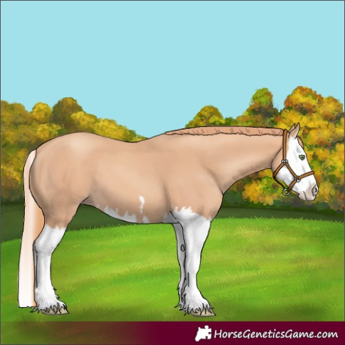 Horse Color:Gold Champagne Splash 